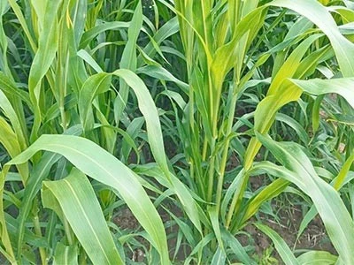 product-400-300 product-400-300